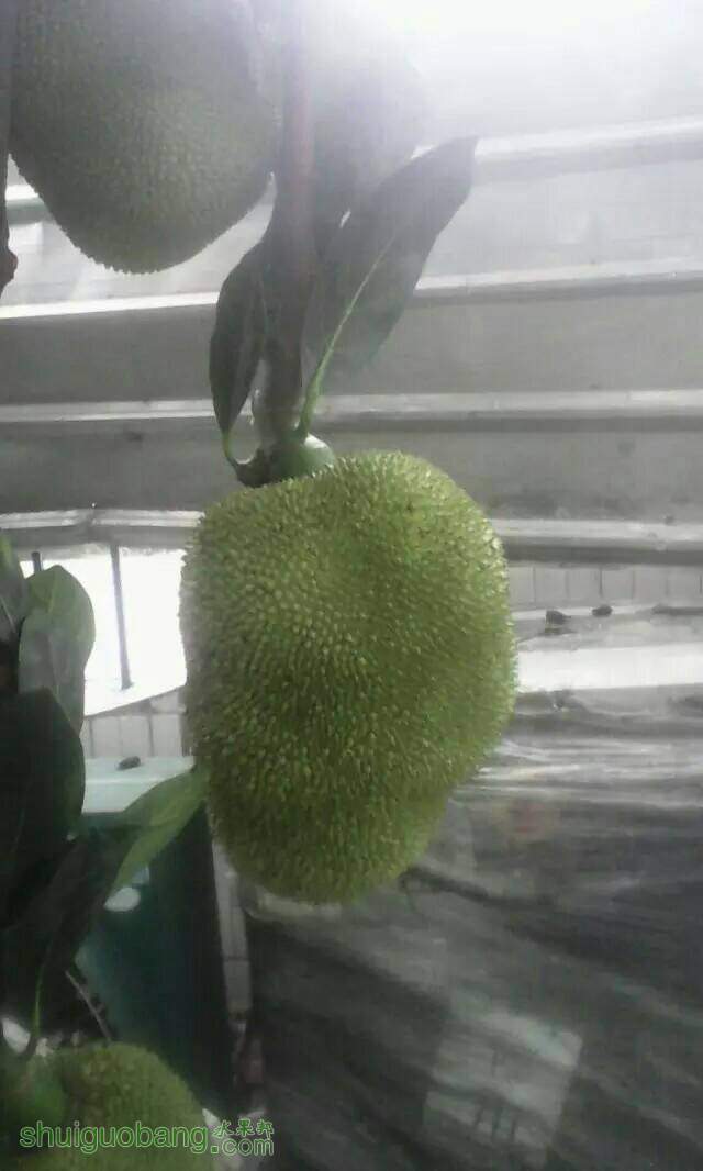 175958l0e0j4n71f0t8fj0.jpeg