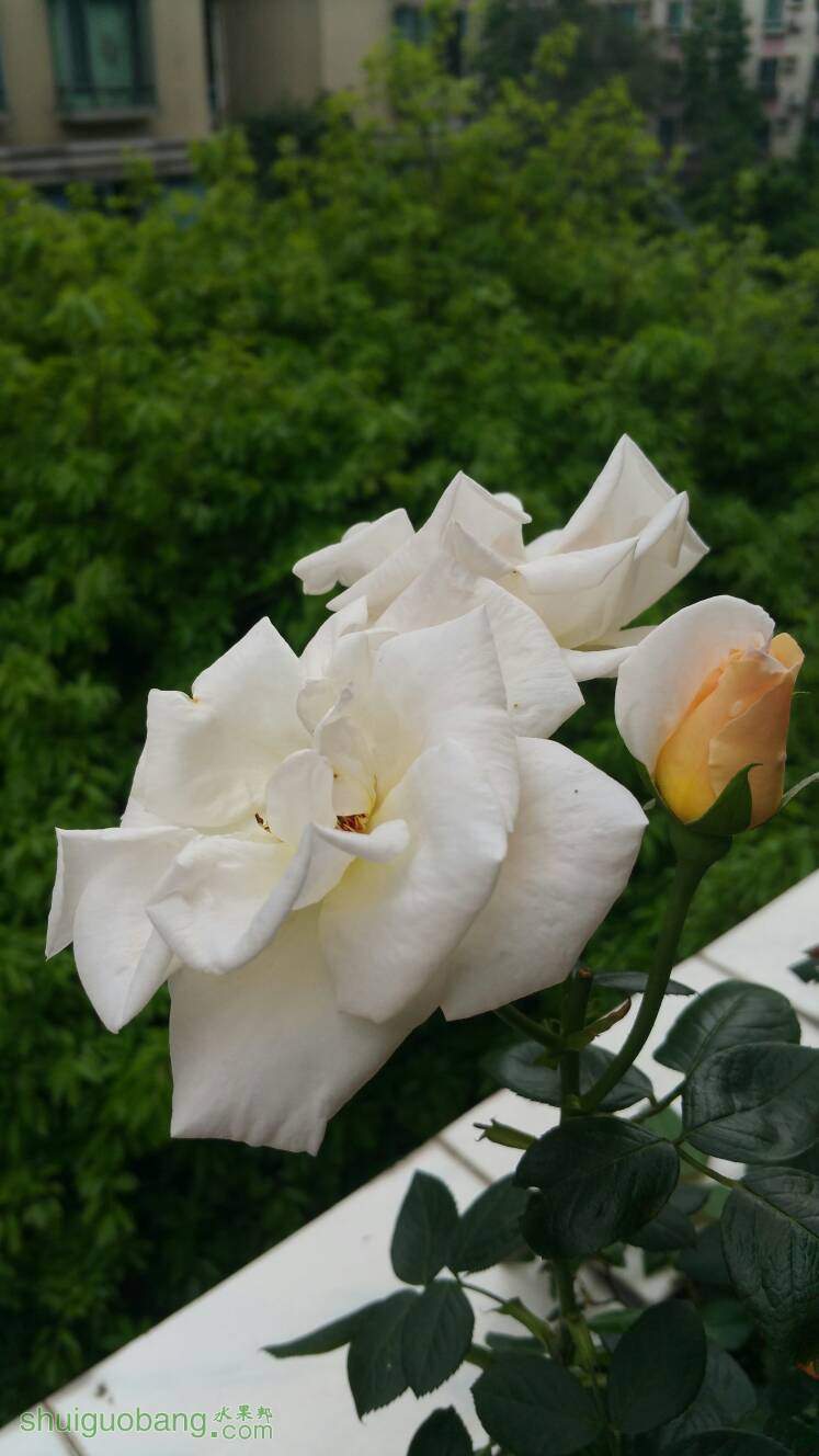 195131cffkfbivgr1621ig.jpg