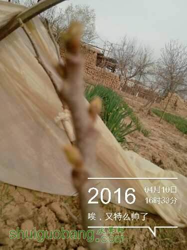 IMG_20160410_163338.jpg