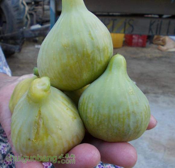 WHITE PATLICAN2.jpg