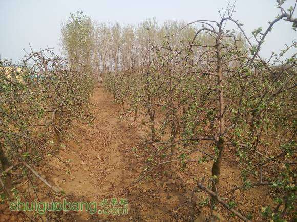 ���ע�⿴֦��