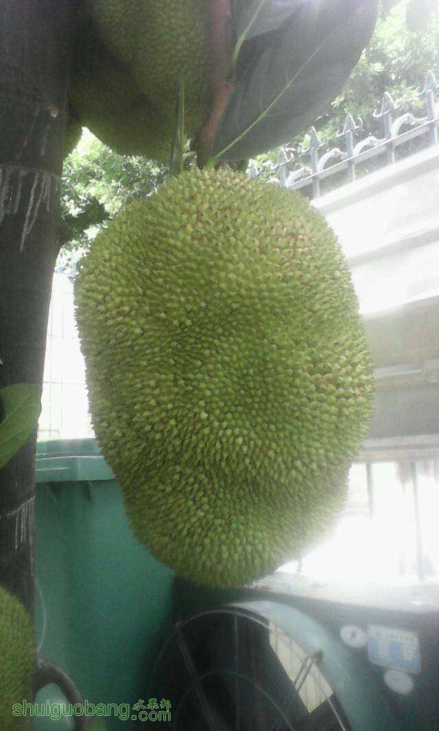 123145lq9qehdd3dz69yd6.jpeg