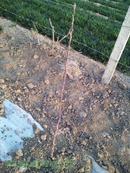 ��һ���Եķ���֦��