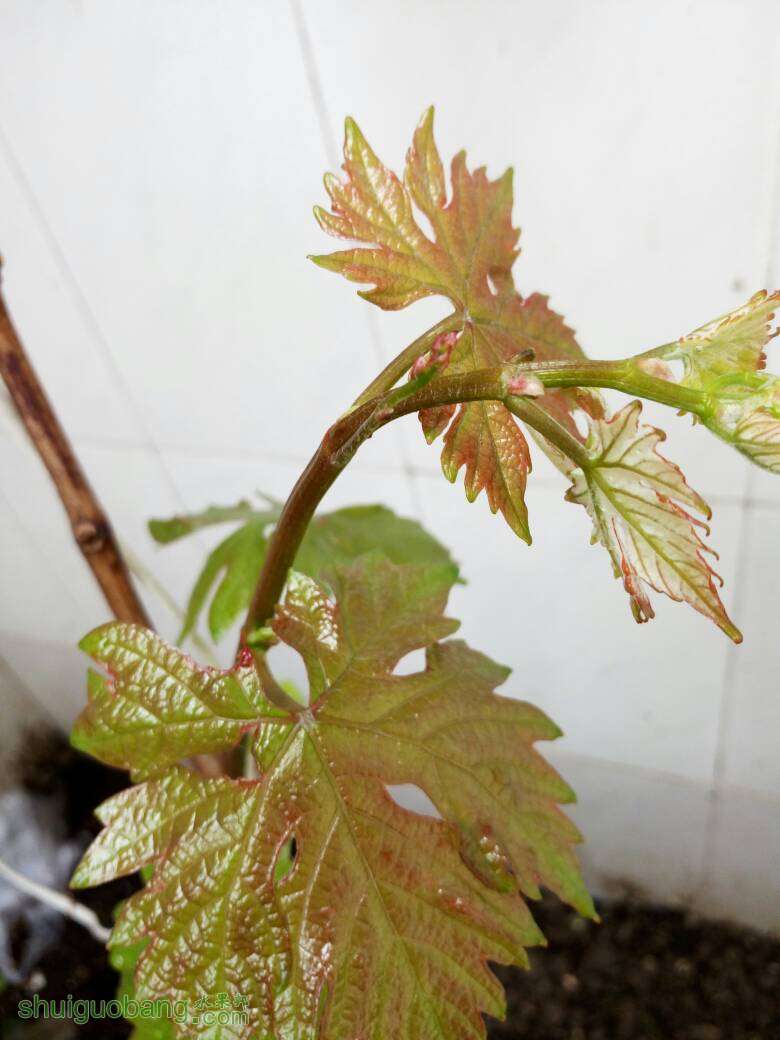 130244sb1ca6zbbojbobk7.jpg