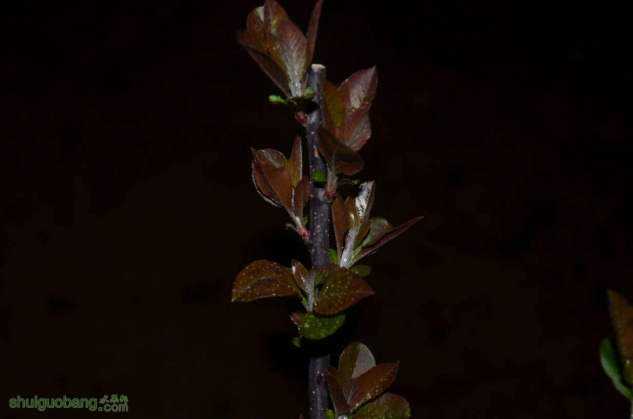 205036aww27m93z006a994.JPG