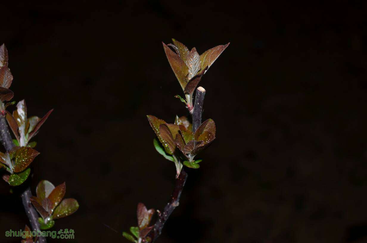 205036cy8fmm5x562e633t.JPG