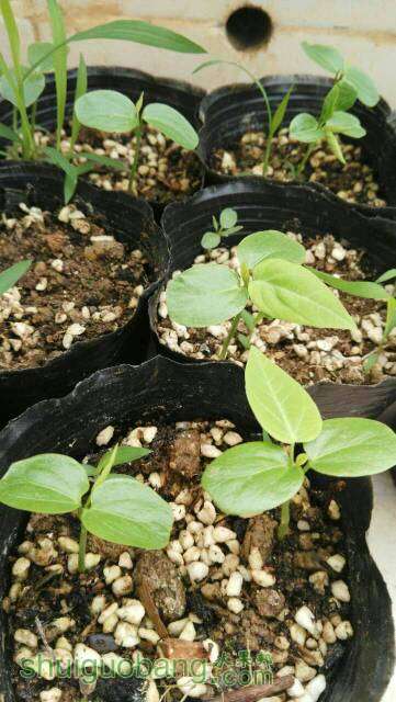 哥伦比亚 热情果为什么那么贵