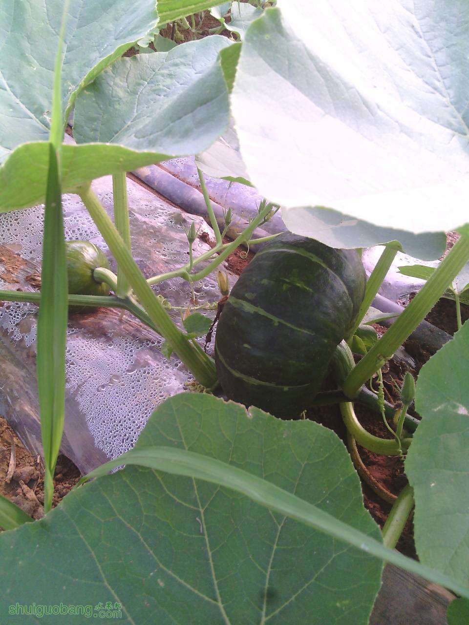 135510x6bu0zlxyxnrv6ru.jpg