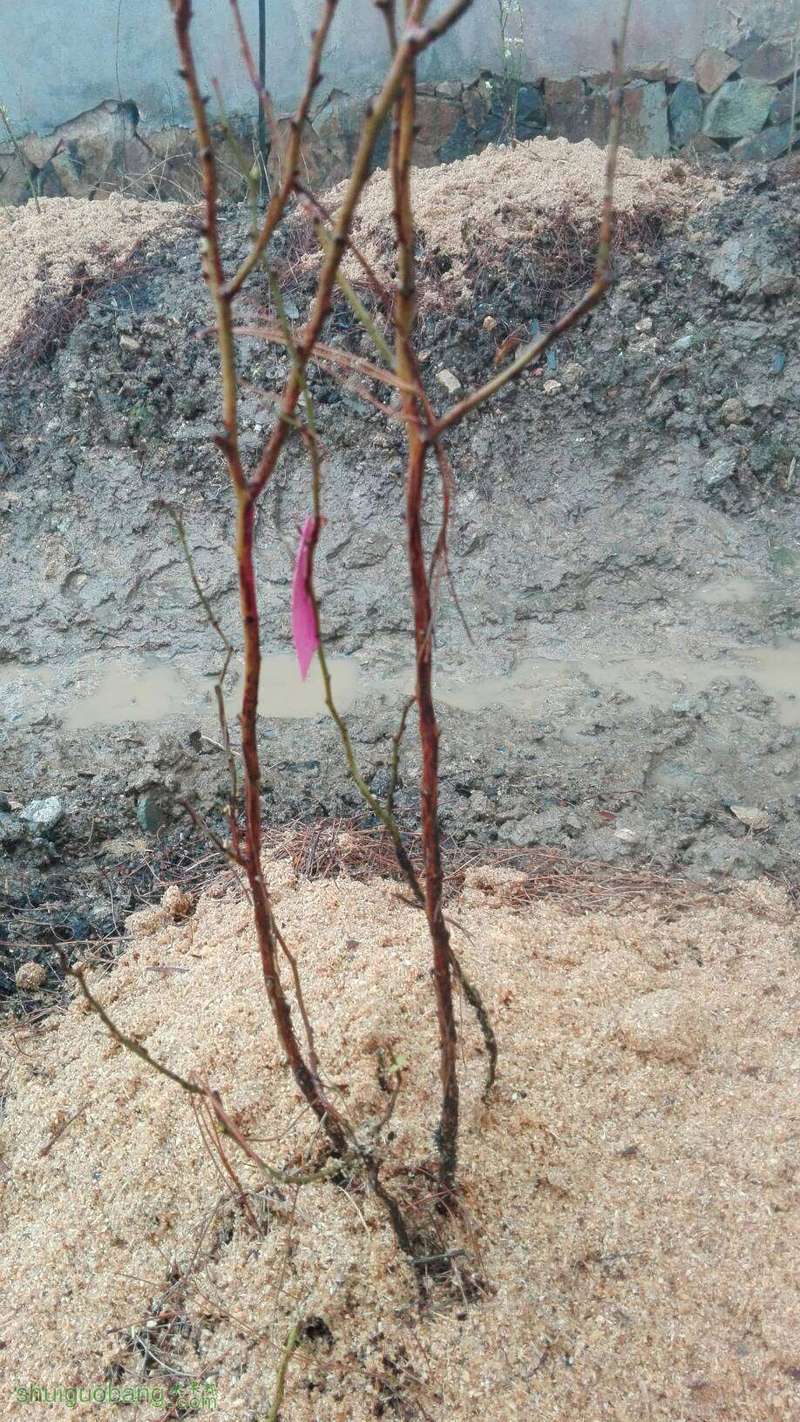 145519djtf4n8n4punn00w.jpg