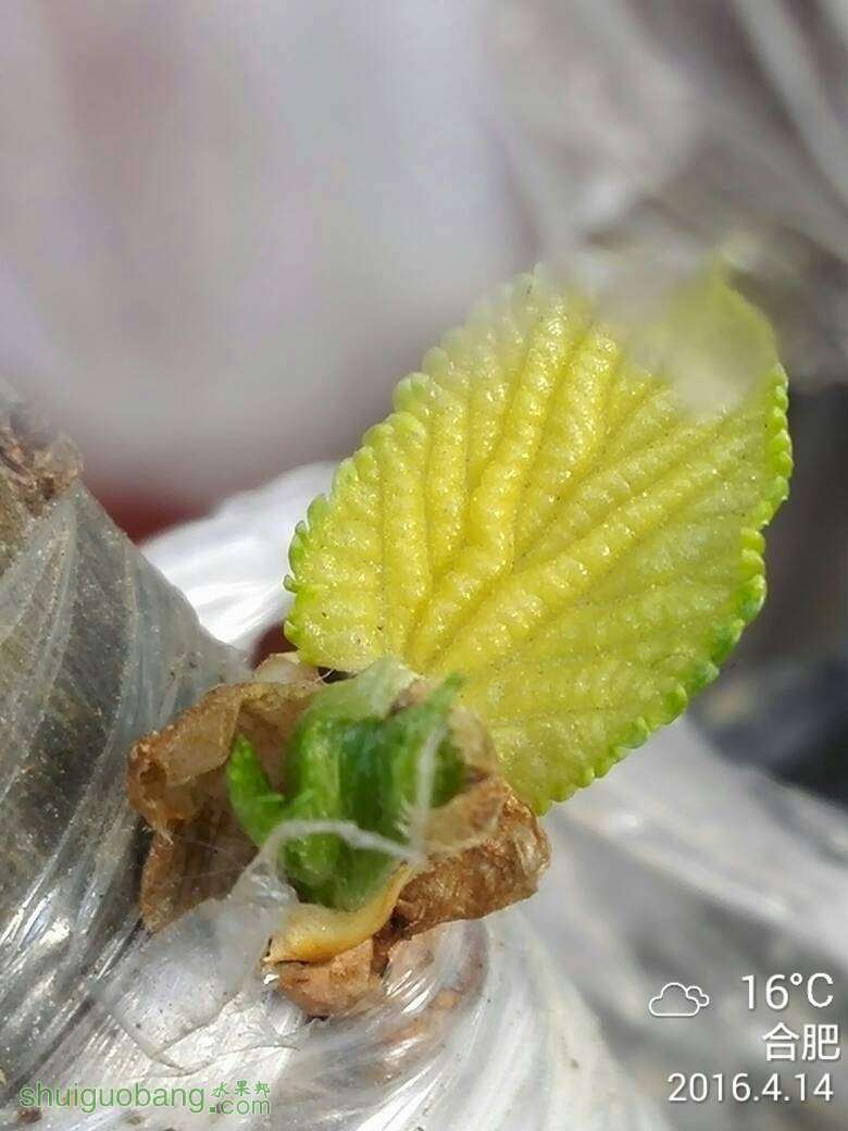 172736gk05vqspvq8rtbur.jpg