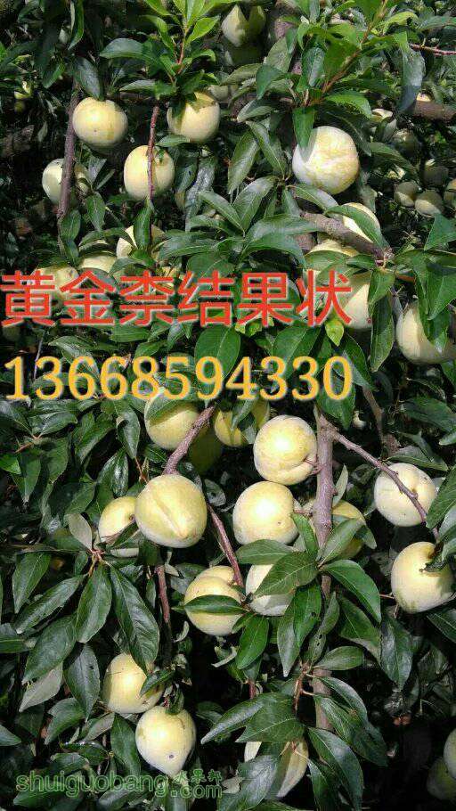 192554hs6i2r2qr6isrxzn.jpeg