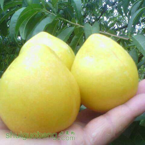 192554zxl58ldmms88znse.jpeg