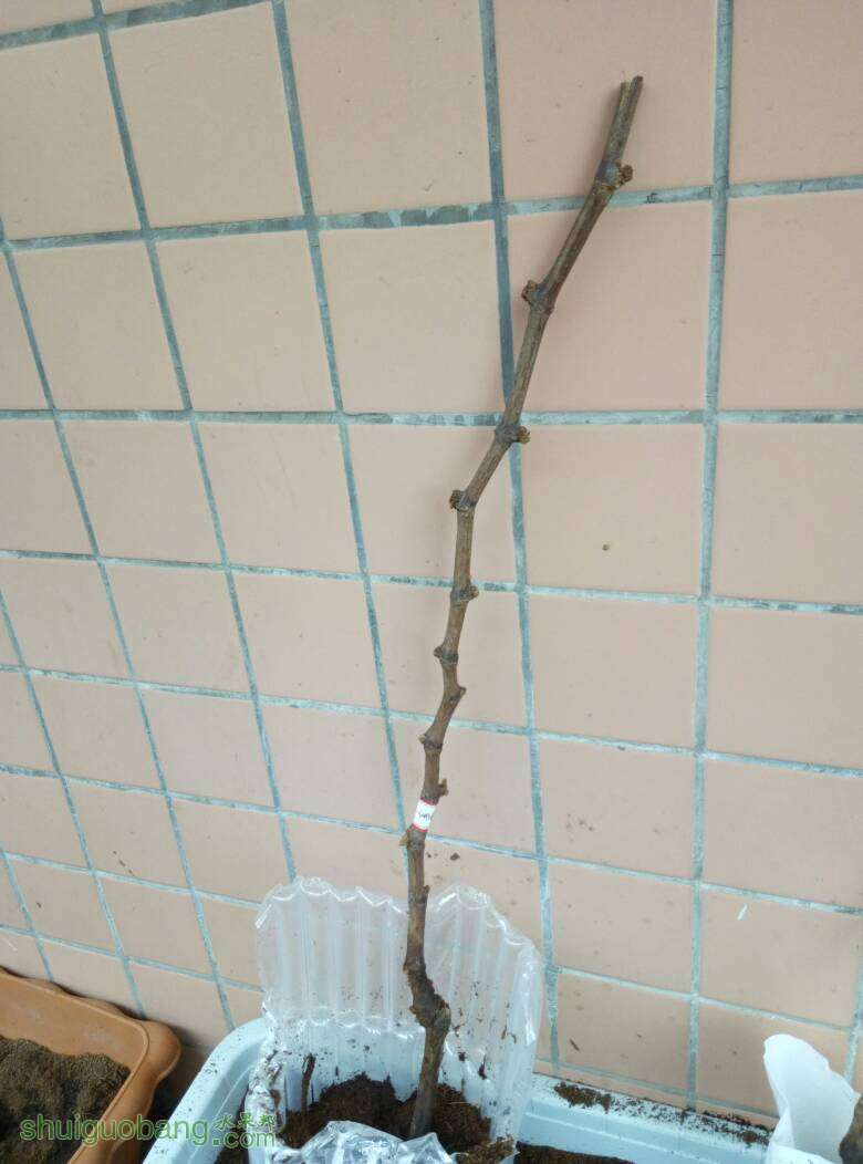 071847ewpkzsccxpvxsmeu.jpg