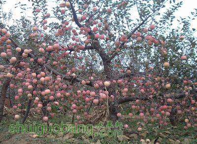 ��Щ���Ѿ�û��