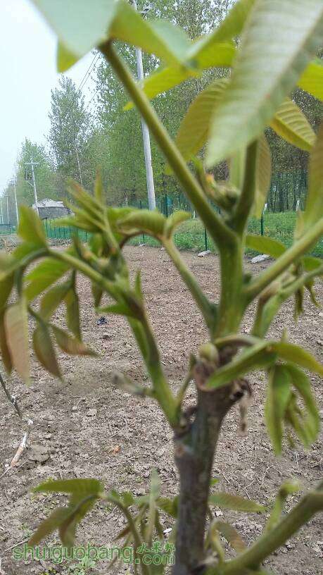 040031wycikocamlcvmeni.jpg