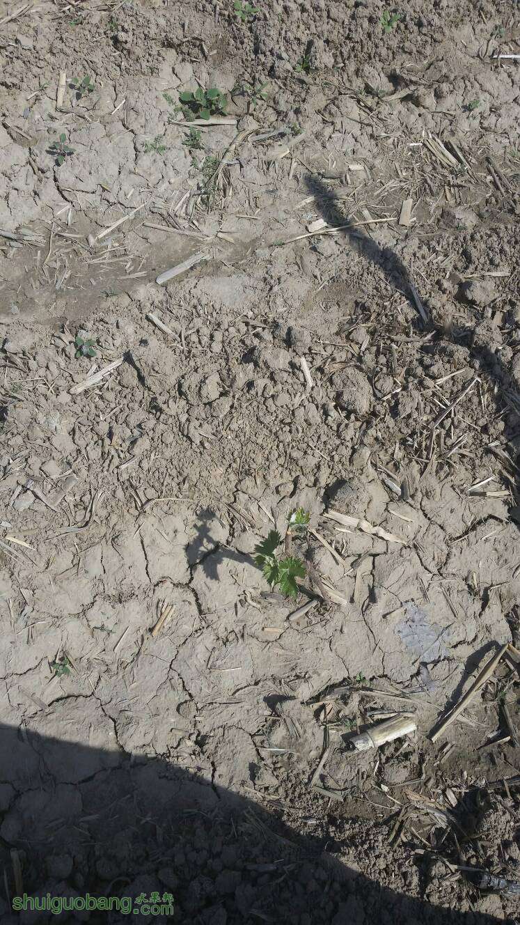 105557n2mtzubhmmuqefez.jpg