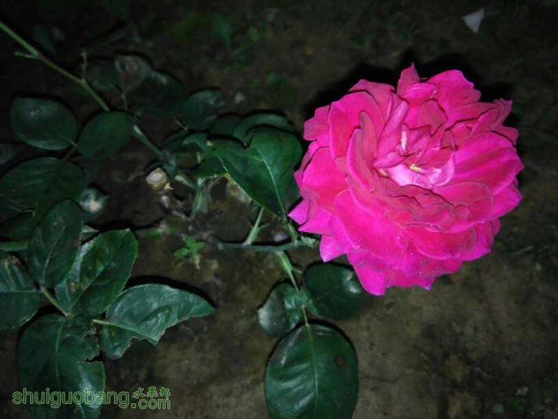 082152fycap3jmmykk3rhh.jpg