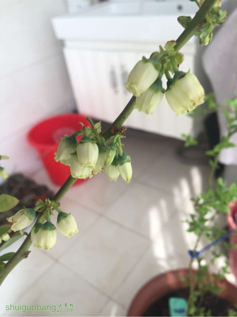 142029w82dfs5ldrfdmsop.jpg