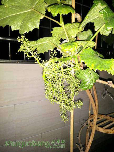 ���ĵİ����л�ù��ҩ�����˺ü���û��ֹס��