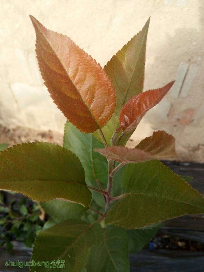 091153szbuo67pku75o67d.jpg