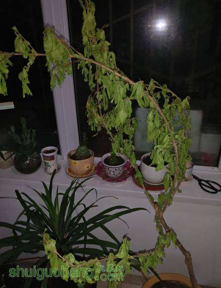 P60429-002316_��ͼ��2.jpg