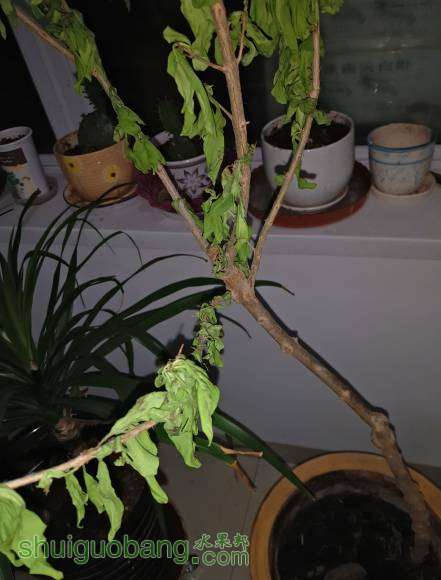 P60429-002322_��ͼ��3.jpg