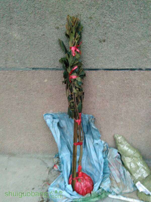 191426doqh919l9o9fl882.jpg