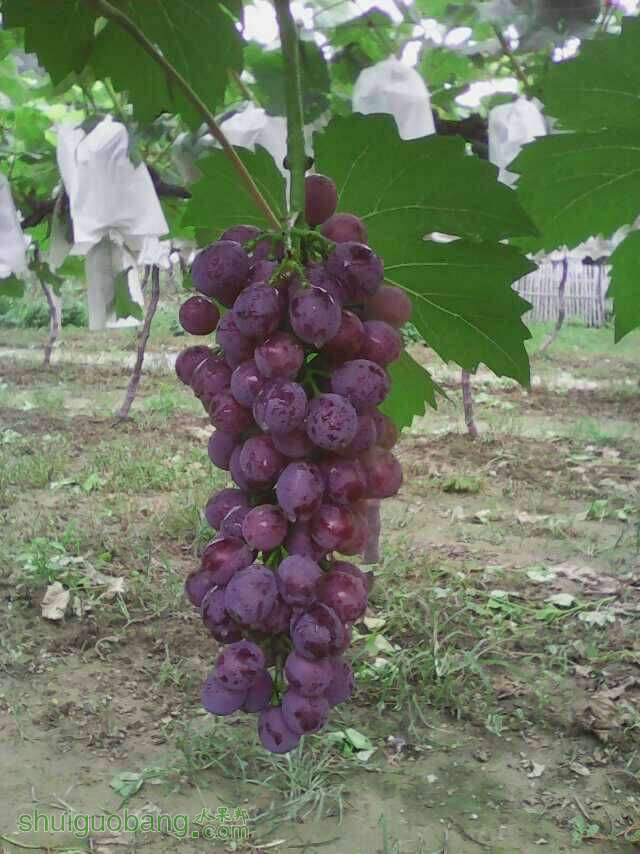 085230gyz75iicztc4acwj.jpg