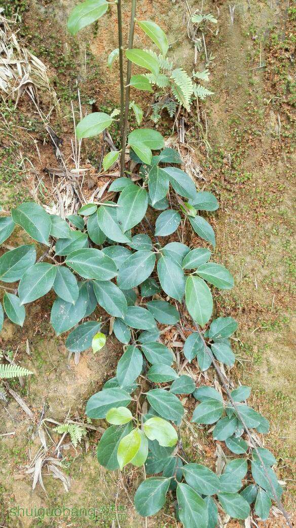 大神看看,这是什么苗,野生的打算明年挖了,昨天才发现老家屋后很多.