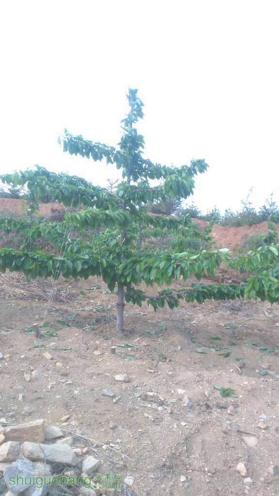 201221qfl2e6sefscehfik.jpg