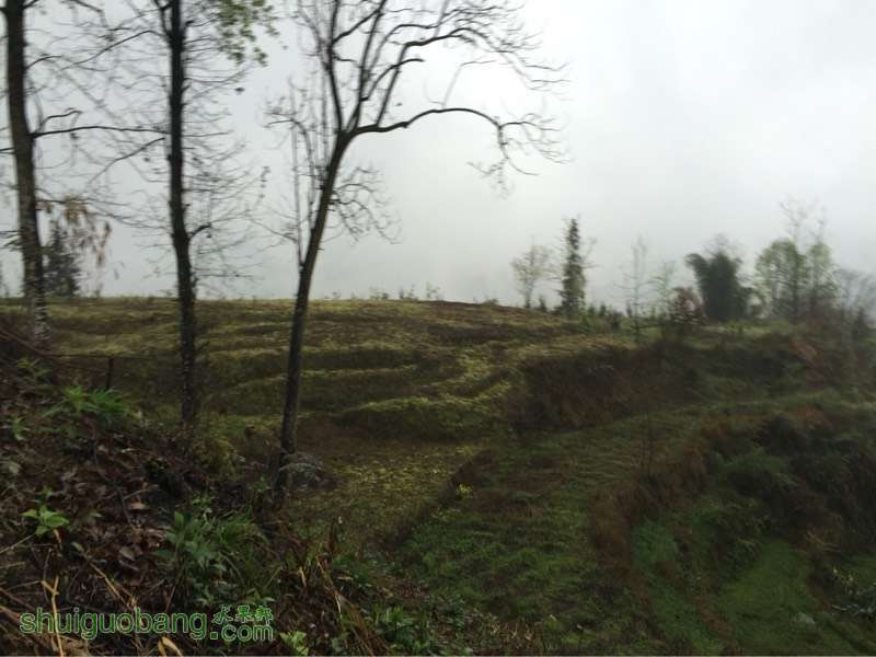 141921sw4rki2dpfrip22a.jpg