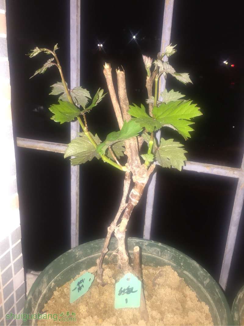 022319nqowgpomhoflaw2f.jpg