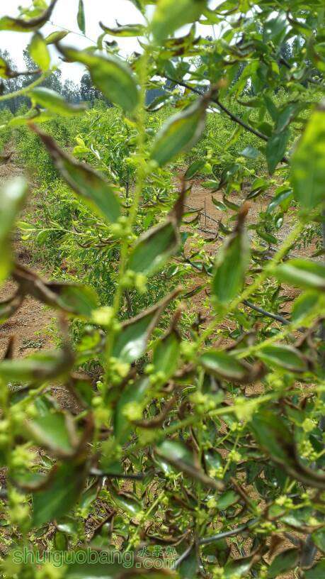 174542zhrr2fyx2rjuufm0.jpg