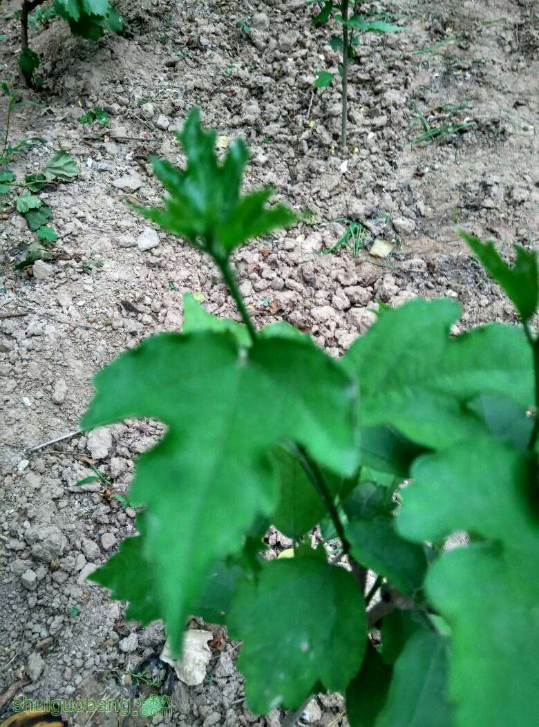 180133gbo3oz406x4048oc.jpg