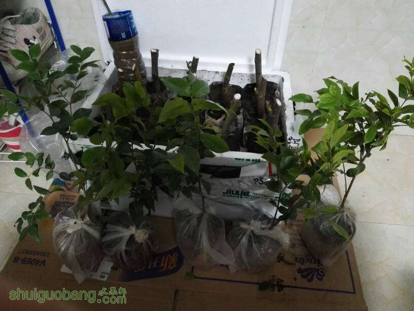 135022qzs25crz3h6ctfat.jpg
