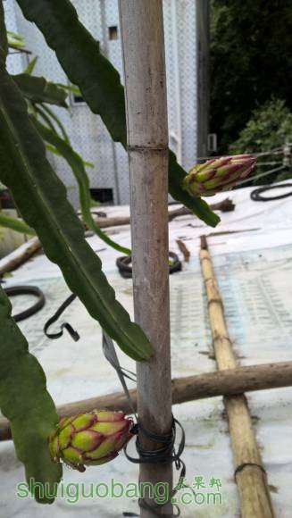 �ڶ�������׼����