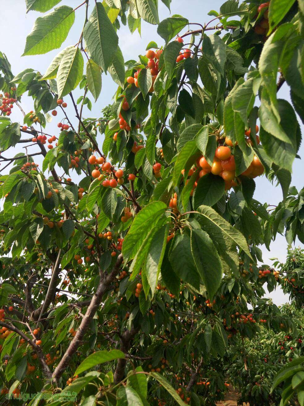 233909lqja5p8byxxxn8at.jpg