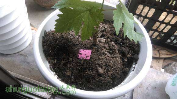 IMAG0244.jpg
