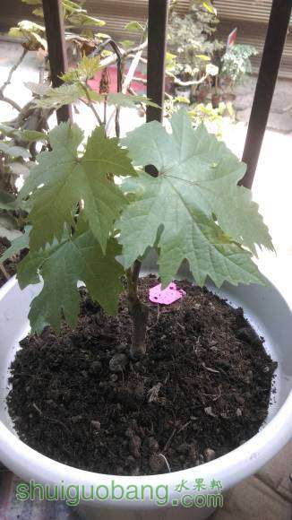IMAG0248.jpg