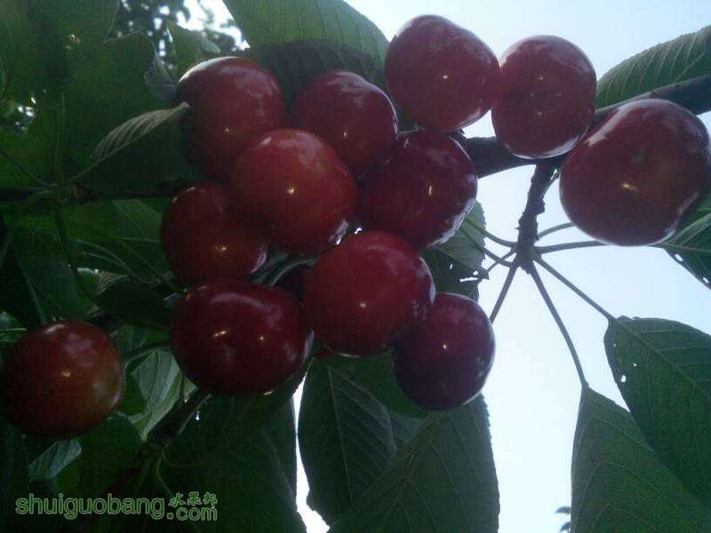 200018e5q45p488tcbp9qt.jpg