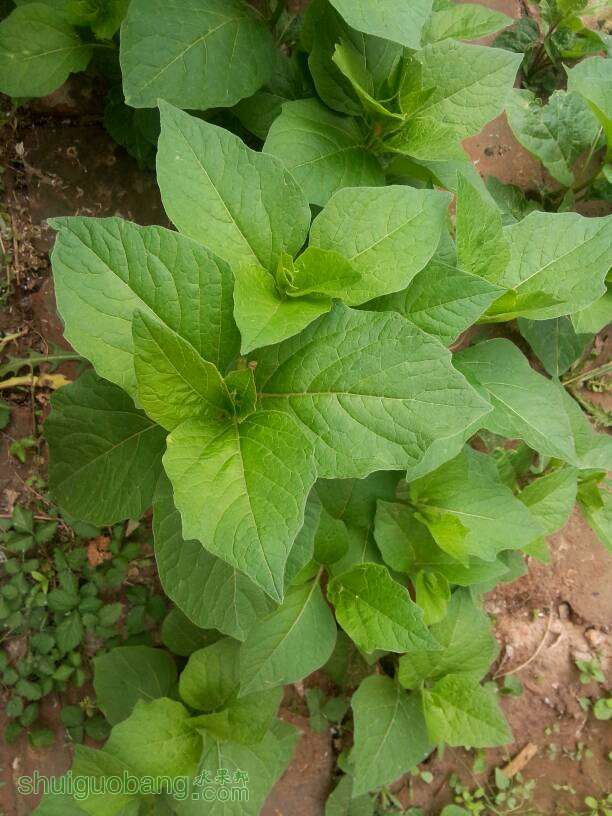 据说是东北姑娘果,我吃过,甜甜的