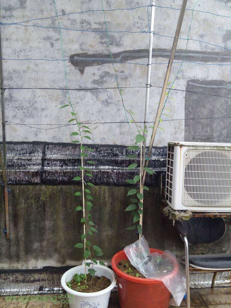 174758idpw8bbkpdjzpxlu.jpg