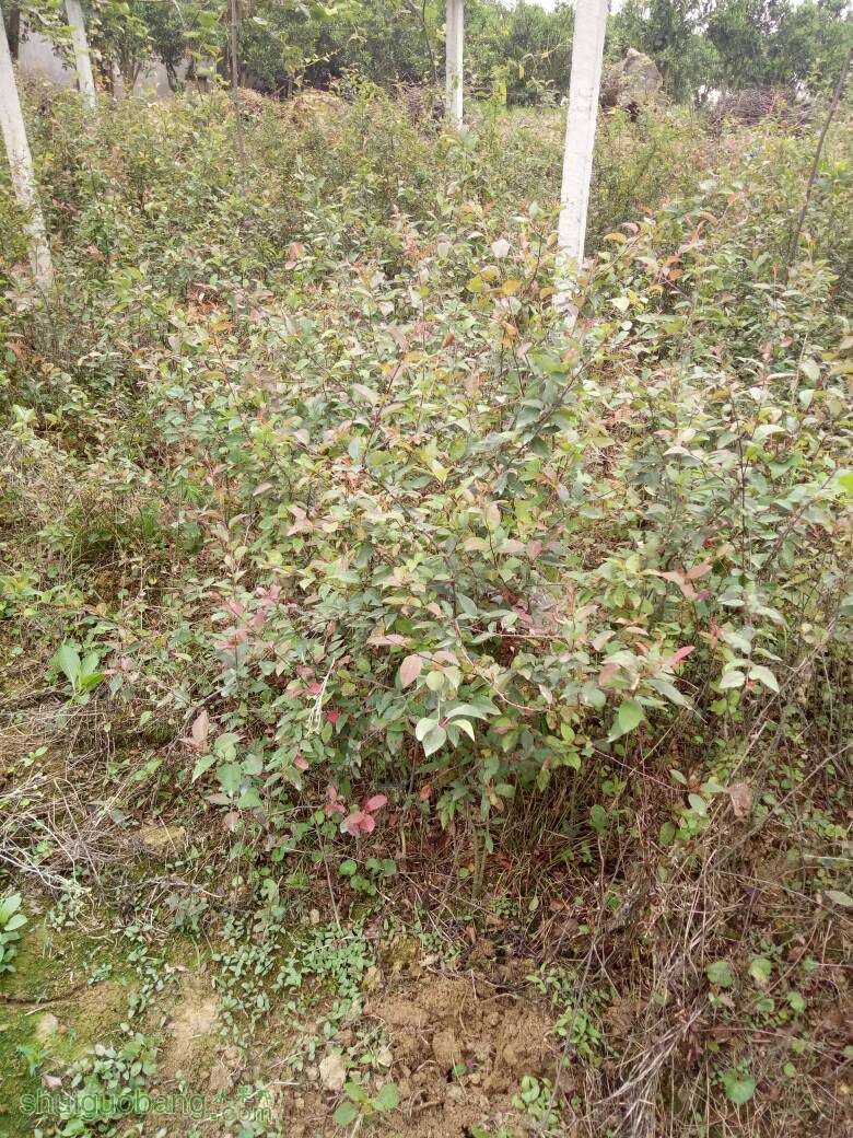 121015k00z30ums30img0g.jpg