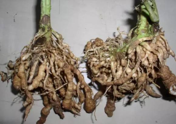根结线虫的实用防治技术你都知道吗? - 蔬菜综合交流 - 水果邦农人之