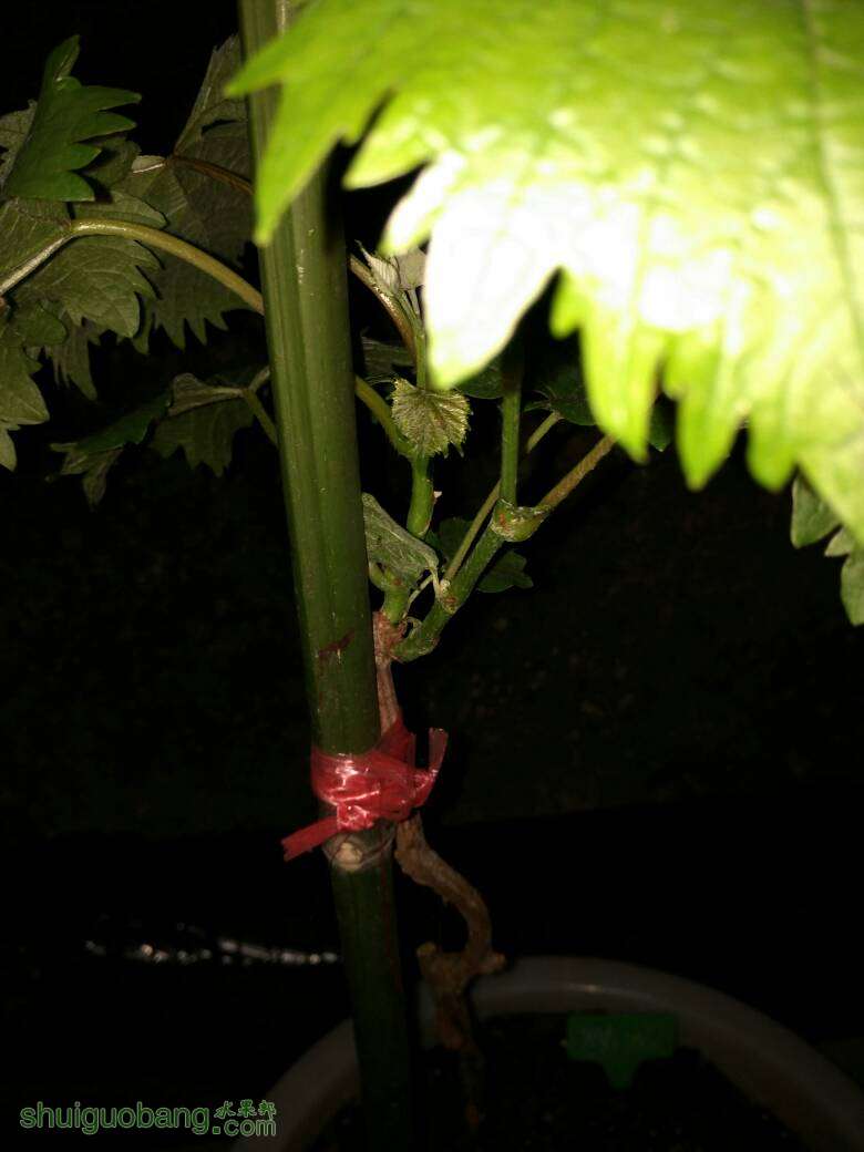 200621ivwcv545m20uku4m.jpg
