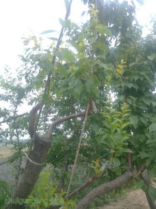 074414zv9ayvyac2zxvc9t.jpg