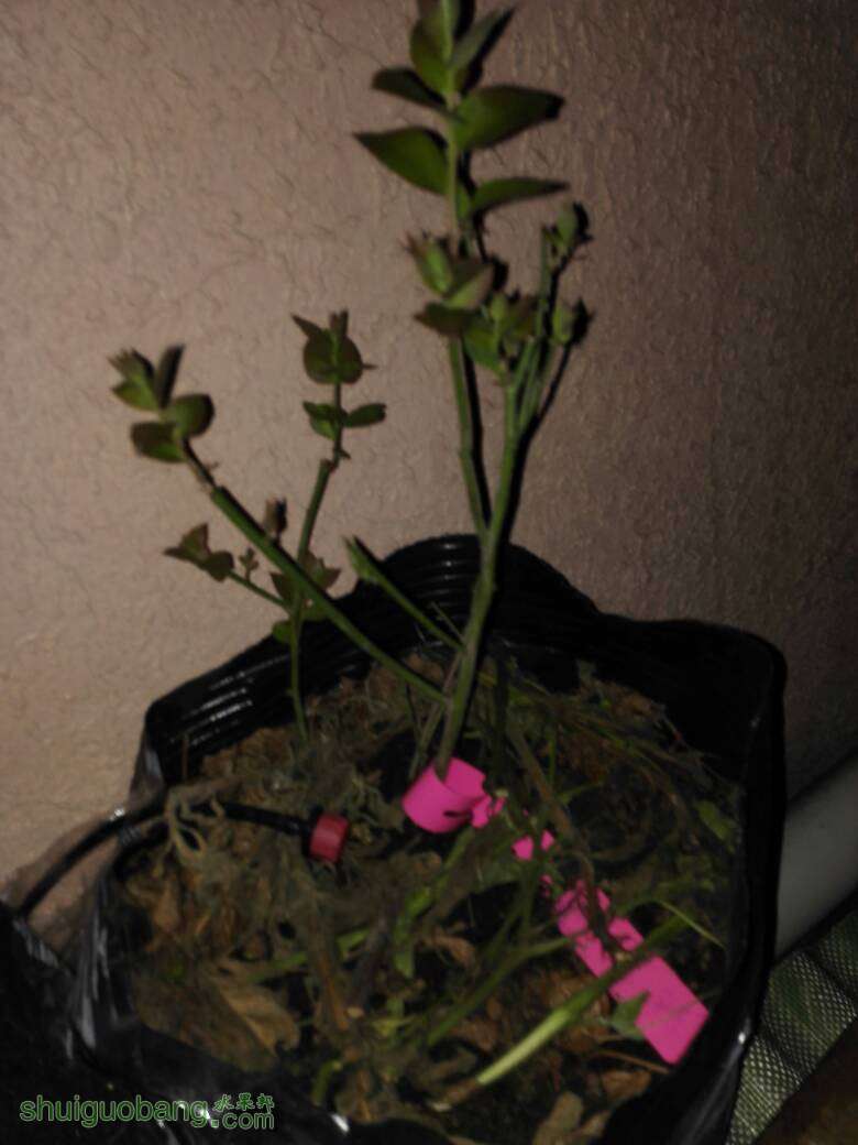 095927ylnhdjvjj5rb1brn.jpg