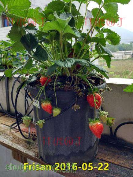 Frisan 2016-05-22.jpg