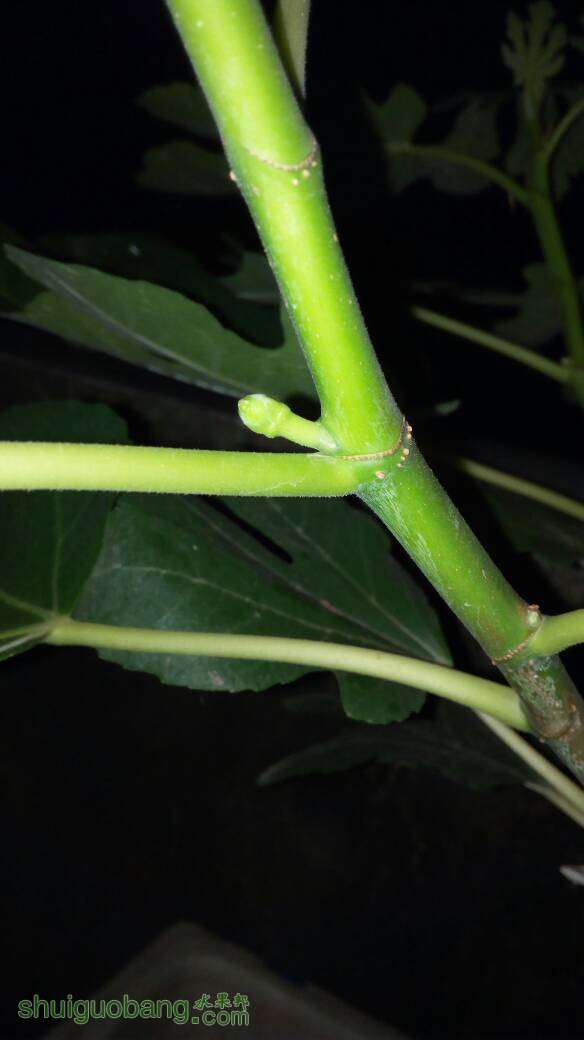 211142glrhyticy72btu2o.jpg