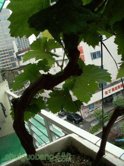 PICT8633.JPG